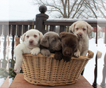 Small Photo #2 Labrador Retriever Puppy For Sale in MYERSTOWN, PA, USA