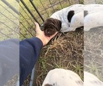 Small #9 German Shorthaired Pointer