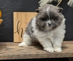 Small Photo #19 Pomeranian Puppy For Sale in GOSHEN, IN, USA