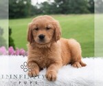 Small #5 Golden Retriever