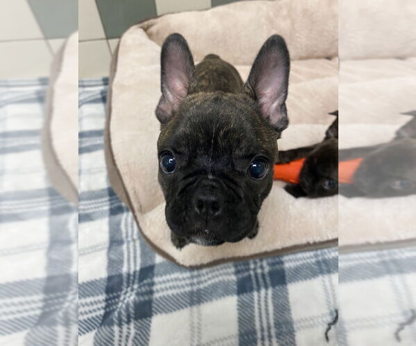 Medium Photo #3 French Bulldog Puppy For Sale in Salinas, CA, USA