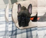 Small #2 French Bulldog