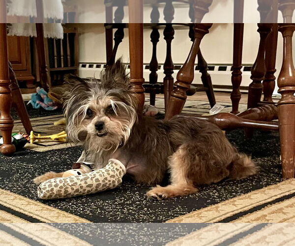 Medium Photo #9 Mutt Puppy For Sale in Allentown,, PA, USA