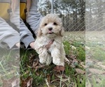 Small Photo #31 Cockapoo Puppy For Sale in BOGART, GA, USA
