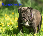 Small Photo #1 Olde English Bulldogge Puppy For Sale in CHETEK, WI, USA