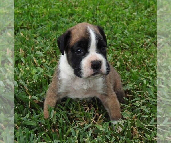 Medium Photo #3 Boxer Puppy For Sale in MANHEIM, PA, USA
