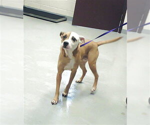 Mutt Dogs for adoption in Fayetteville, NC, USA