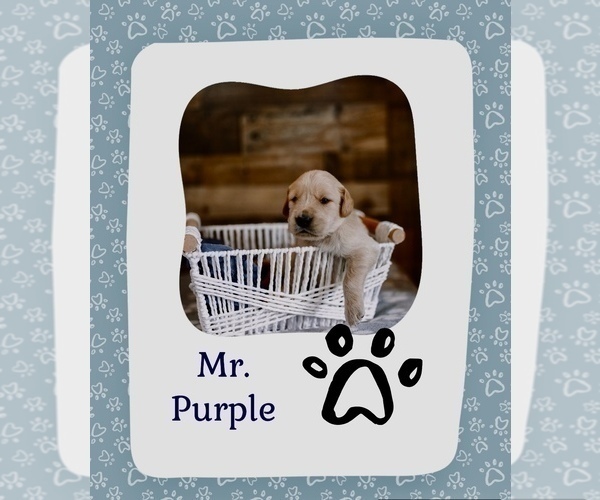 Medium Photo #4 Golden Retriever Puppy For Sale in VERONA, KY, USA