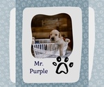 Puppy Mr Purple Golden Retriever