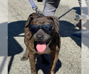 Rolex - Male American Pit Bull Terrier-Labrador Retriever Mix Dog for Adoption - Photo #7