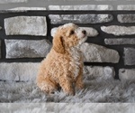 Small #2 Poodle (Toy)