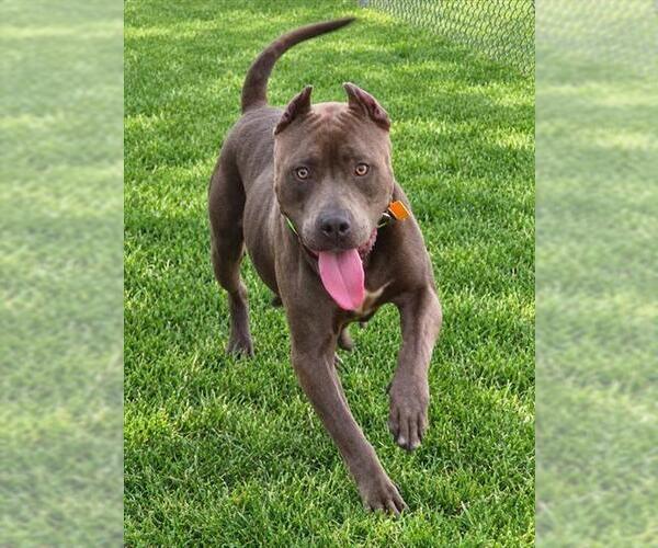 Medium Photo #1 American Staffordshire Terrier-Unknown Mix Puppy For Sale in Oklahoma City, OK, USA