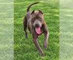 GHOST - Female American Staffordshire Terrier-Unknown Mix Dog for Adoption - Small photo