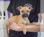 Small #1 American Staffordshire Terrier-Boxer Mix