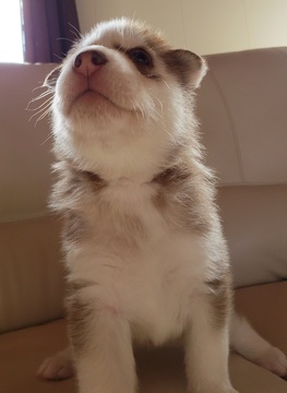 Medium Photo #3 Siberian Husky Puppy For Sale in CENTERBURG, OH, USA