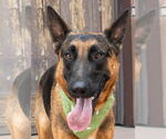 Small #12 German Shepherd Dog Mix