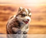 Small #3 Pomsky