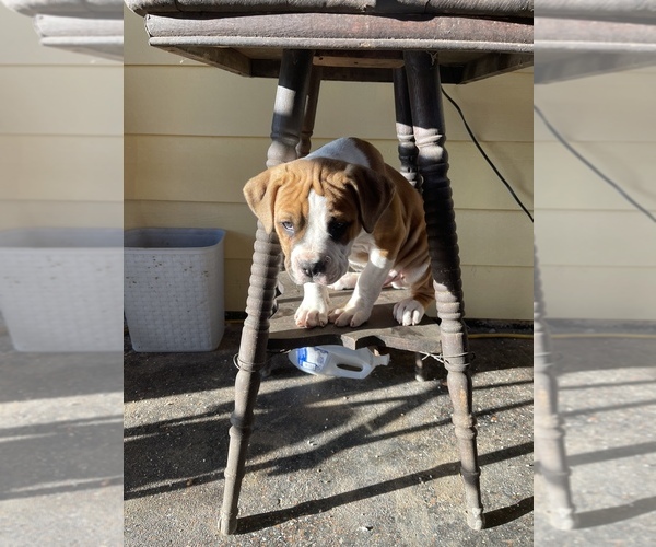 Medium Photo #13 American Bulldog Puppy For Sale in BONAIRE, GA, USA