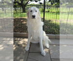 Small #4 Great Pyrenees