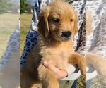 Small Photo #3 Golden Retriever Puppy For Sale in SALISBURY, NC, USA