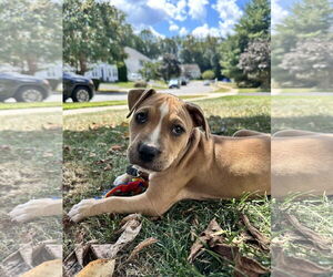 American Pit Bull Terrier Dogs for adoption in Alexandria, VA, USA