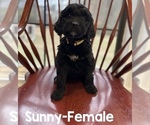 Puppy Puppy 2 Sunny Goldendoodle