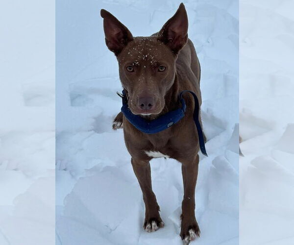 Medium Photo #1 German Shepherd Dog-Unknown Mix Puppy For Sale in Westminster, MD, USA