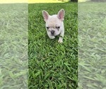 Puppy Willy French Bulldog
