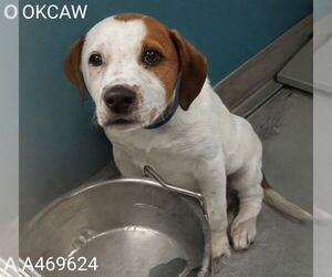 Mutt Dogs for adoption in Oklahoma City, OK, USA