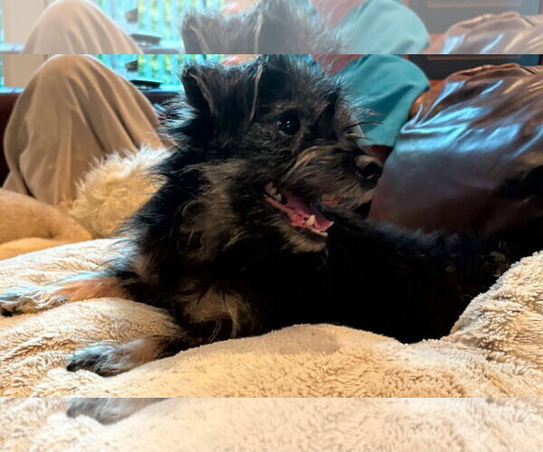 Medium Photo #3 Cairn Terrier-Unknown Mix Puppy For Sale in Woodbury, NY, USA