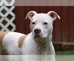 Small #22 American Bulldog Mix