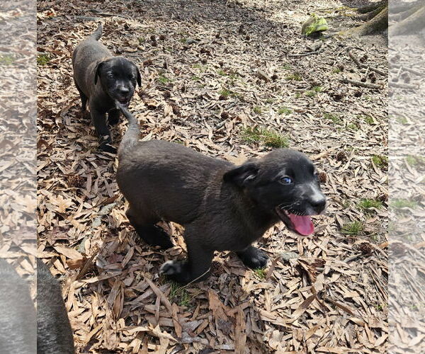 Medium Photo #5 Mutt Puppy For Sale in Thomasville, NC, USA