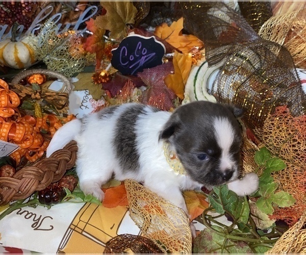 Medium Photo #13 Chihuahua Puppy For Sale in RAWSONVILLE, MI, USA