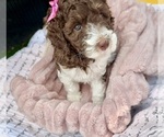Small #3 Poodle (Standard)