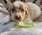 Puppy 2 Goldendoodle (Miniature)