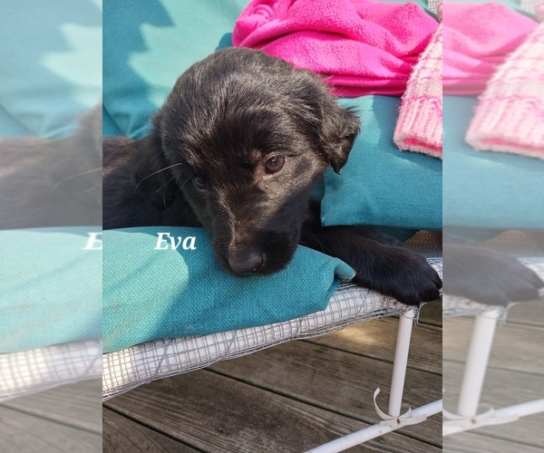 Medium Photo #28 English Cream Golden Retriever-Newfoundland Mix Puppy For Sale in SHEBOYGAN FALLS, WI, USA