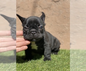 French Bulldog Puppy for sale in SOUTH GATE, CA, USA