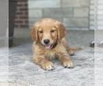 Small Photo #24 Golden Retriever Puppy For Sale in WOLCOTT, IN, USA
