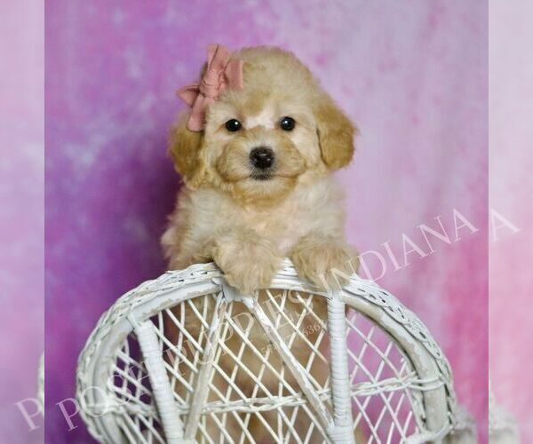 Medium Photo #66 Poodle (Miniature) Puppy For Sale in WARSAW, IN, USA