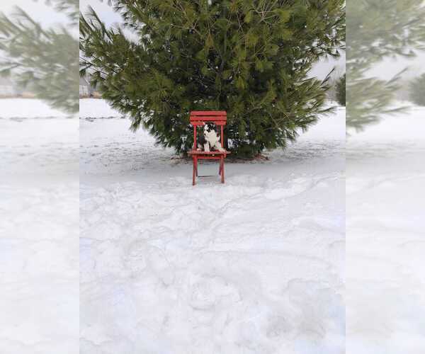 Medium Photo #11 Siberian Husky Puppy For Sale in AUBURN, NY, USA