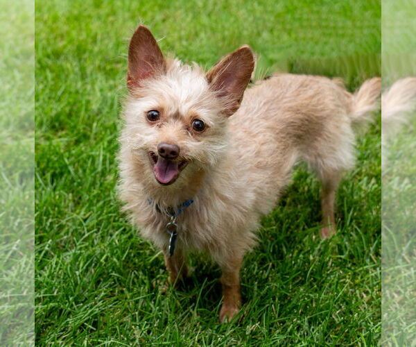 Medium Photo #1 Malchi Puppy For Sale in Princeton, MN, USA