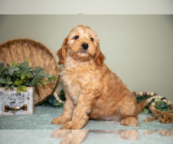 Medium Photo #16 Goldendoodle (Miniature) Puppy For Sale in DUNDEE, OH, USA