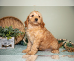Small #4 Goldendoodle (Miniature)