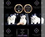 Small Photo #7 Maltese Puppy For Sale in WARSAW, IN, USA