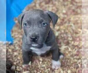 American Pit Bull Terrier Puppy for sale in ORLANDO, FL, USA