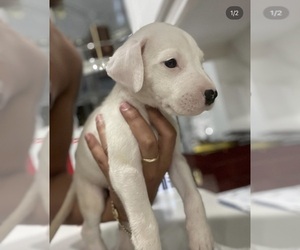 Dogo Argentino Puppy for sale in HOMESTEAD, FL, USA