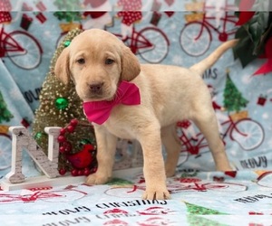Labrador Retriever Puppy for sale in LANCASTER, PA, USA