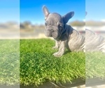 Small #1 French Bulldog