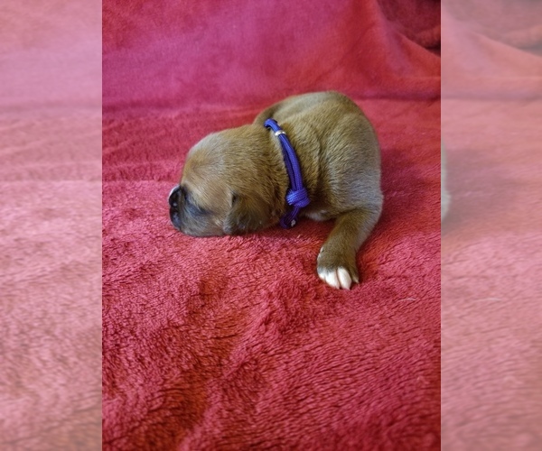 Medium Photo #2 Boxer Puppy For Sale in METROPOLIS, IL, USA
