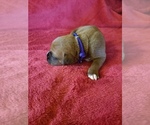 Small Photo #2 Boxer Puppy For Sale in METROPOLIS, IL, USA